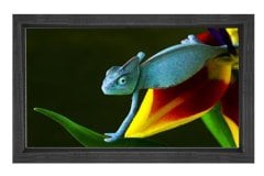 Bukalemun Tablosu Siyah Ahşap - 50x70