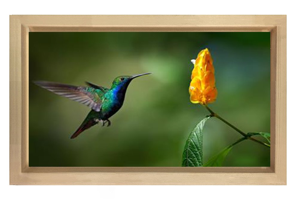 Sinek Kuşu Tablosu Naturel Ahşap Çerçeve - 50x70