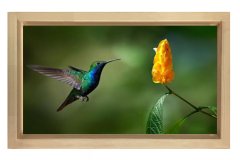 Sinek Kuşu Tablosu Naturel Ahşap Çerçeve - 50x70