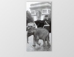 Yavru Fil Ve Adam Tablosu Çerçevesiz - 70x100