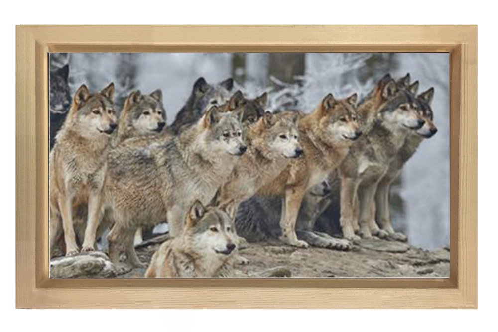 Kurt Köpekleri Tablosu Naturel Ahşap - 50x90