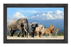 Vahşi Hayvanlar  Tablosu Siyah Ahşap Çerçeve - 45x30