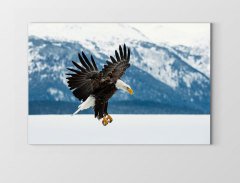 Kartal Tablosu Çerçevesiz - 100x150