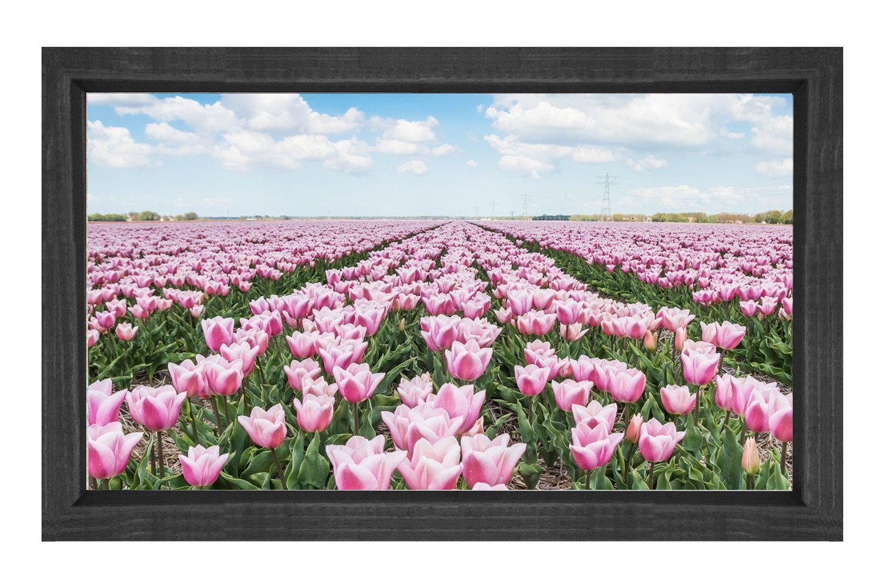 Pembe Gül Çiçek Manzarası Tablosu Siyah Ahşap - 40x60