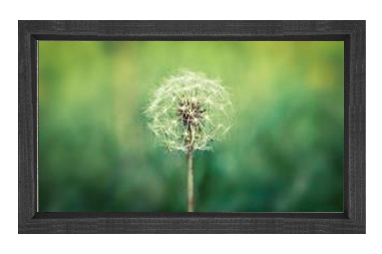 Karahindiba Çiçek Tablosu Siyah Ahşap Çerçeve - 45x30