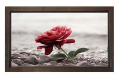 Sİyah Beyaz Kırmızı Gül Tablosu