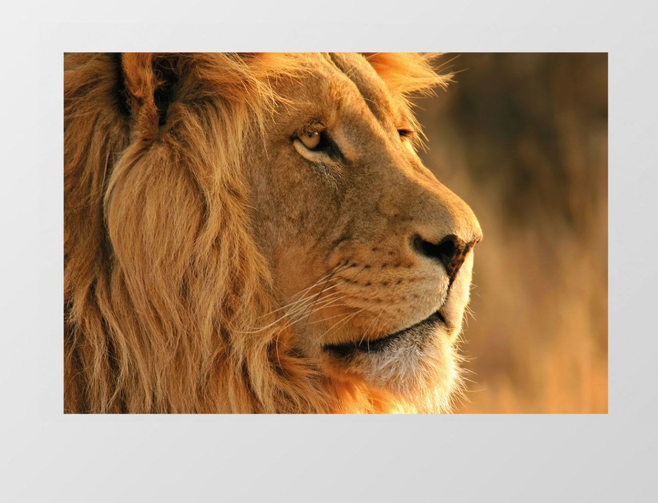 Aslan Tablosu Çerçevesiz - 100x150