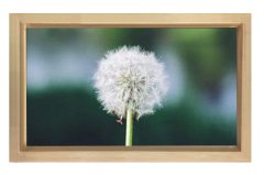 Karahindiba Tablosu Naturel Ahşap Çerçeve - 45x30