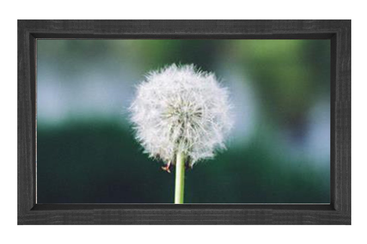 Karahindiba Tablosu Siyah Ahşap Çerçeve - 100x200