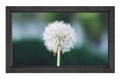 Karahindiba Tablosu Siyah Ahşap Çerçeve - 100x200