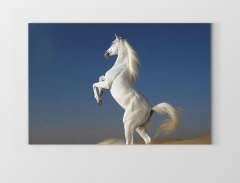 Şaha Kalkan Beyaz At Tablosu Çerçevesiz - 45x30