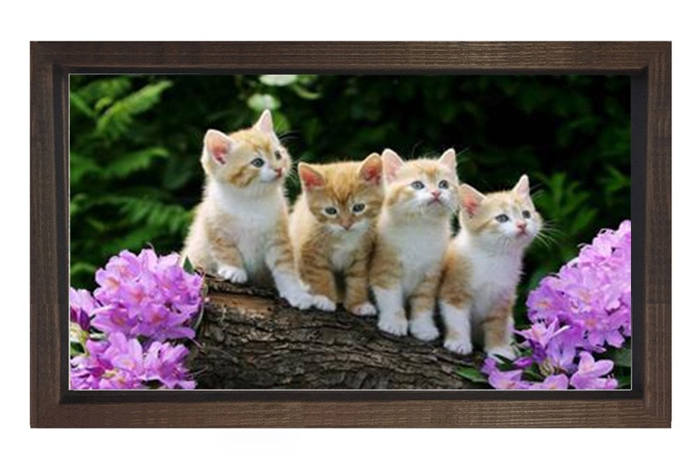Yavru Kediler Tablosu Kahverengi Ahşap Çerçeve - 50x70