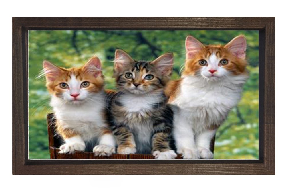 Yavru Kediler Tablosu Kahverengi Ahşap Çerçeve - 50x70
