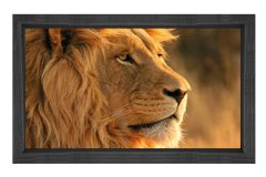 Aslan Tablosu Siyah Ahşap Çerçeve - 50x90