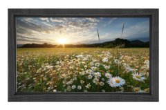 Papatyalar Ve Gökyüzü Manzara Tablosu Siyah Ahşap - 50x70