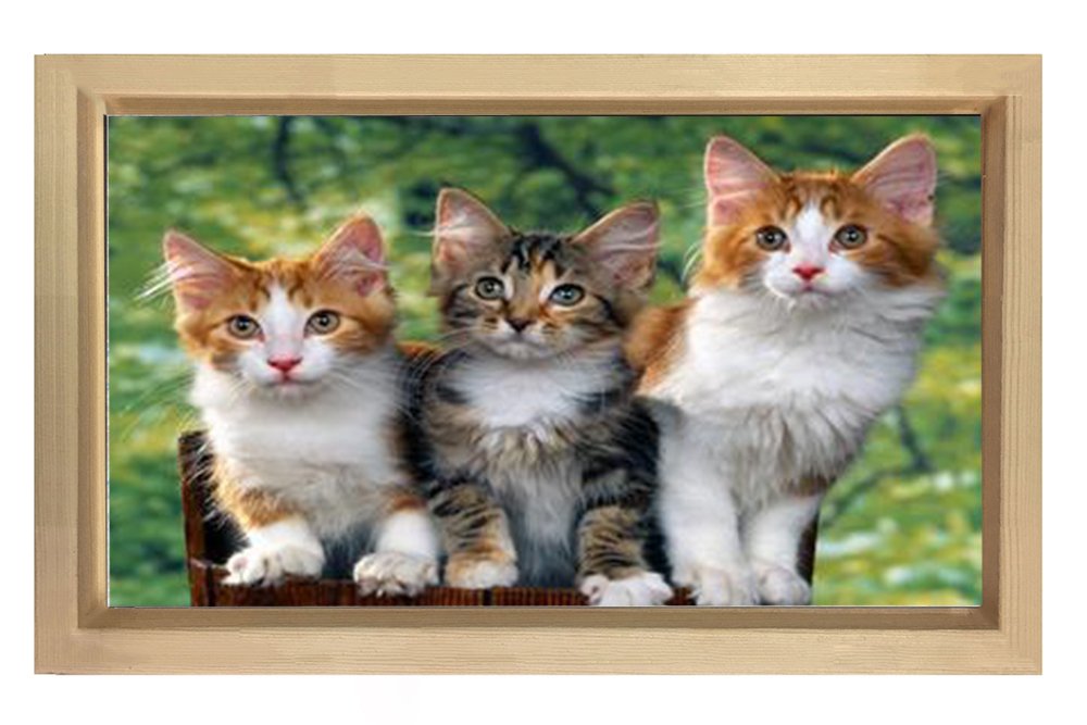 Yavru Kediler Tablosu Naturel Ahşap Çerçeve - 50x90
