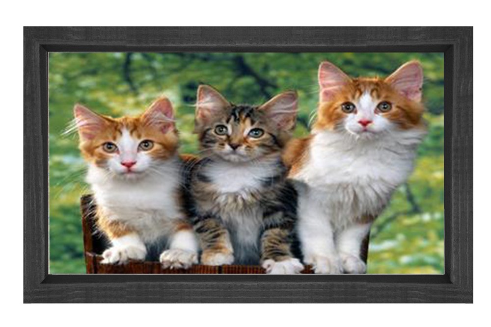 Yavru Kediler Tablosu Siyah Ahşap Çerçeve - 100x200