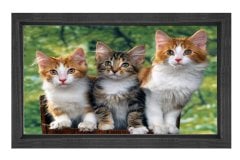 Yavru Kediler Tablosu Siyah Ahşap Çerçeve - 50x70