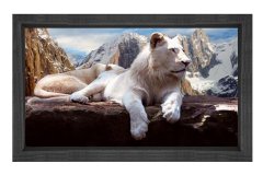 Kar Aslanı Tablosu Siyah Ahşap Çerçeve - 100x150