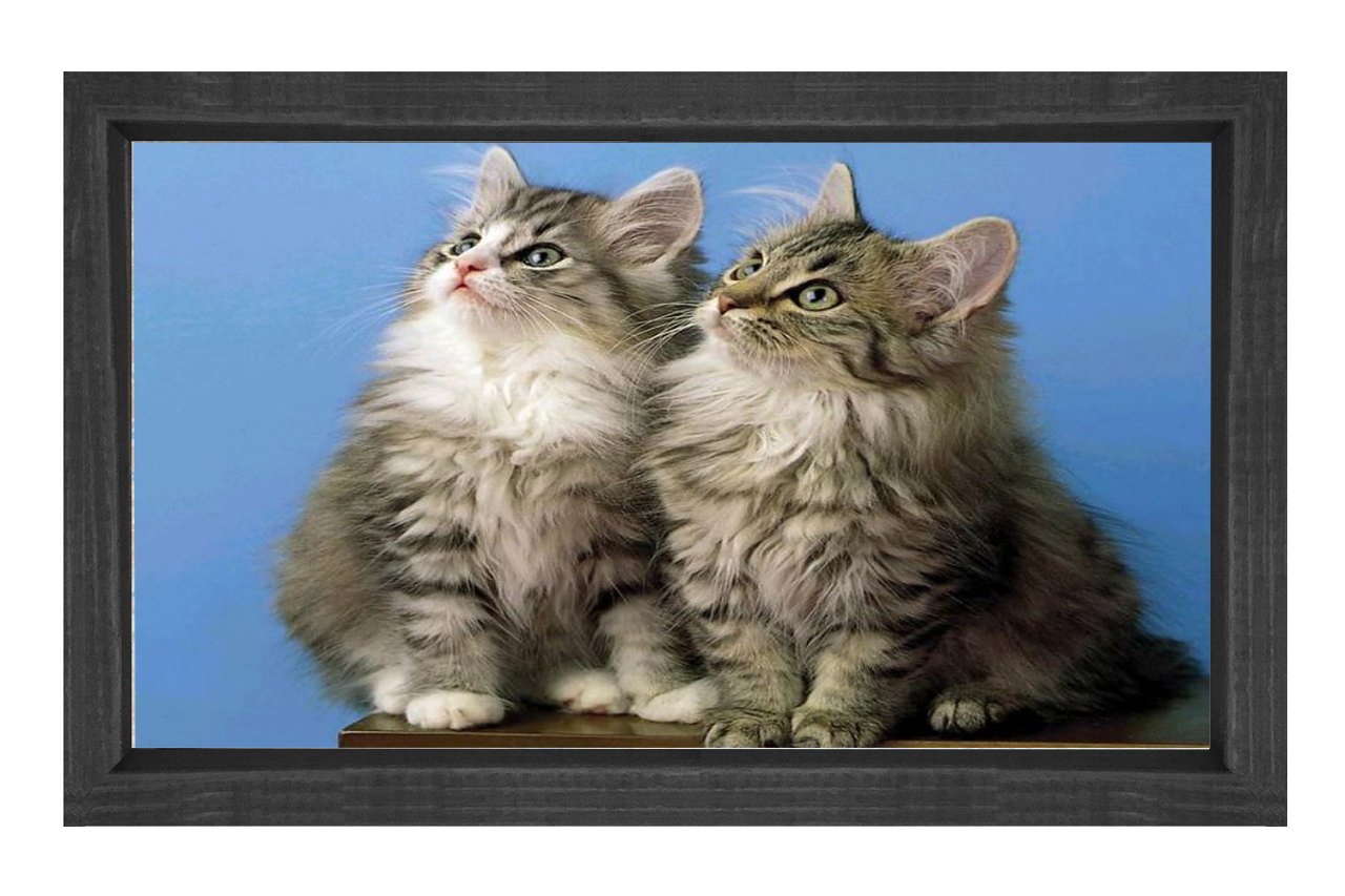 Kediler Tablosu Siyah Ahşap Çerçeve - 100x200