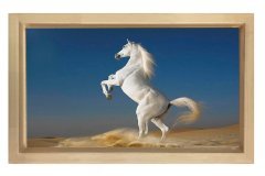 Şaha Kalkan Beyaz At Tablosu Naturel Ahşap Çerçeve - 50x90