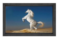 Şaha Kalkan Beyaz At Tablosu Siyah Ahşap Çerçeve - 100x200