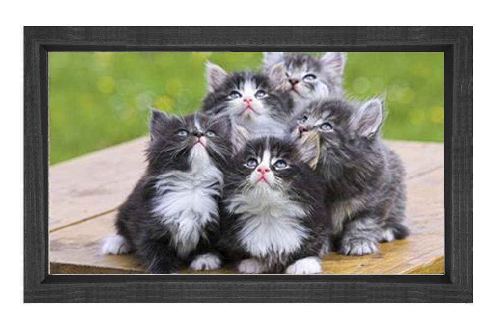 Kedi Ailesi Tablosu Siyah Ahşap Çerçeve - 50x90