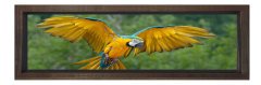 Papağan Tablosu Kahverengi Ahşap Çerçeve - 180x60