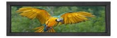 Papağan Tablosu Siyah Ahşap Çerçeve - 120x40