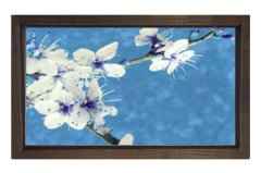 Beyaz Menekşe Reprödiksiyon Tablosu Kahverengi Ahşap - 100x150