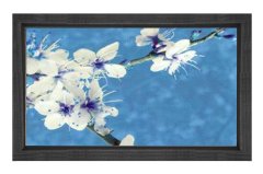 Beyaz Menekşe Reprödiksiyon Tablosu Siyah Ahşap - 70x100