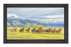 Koşan At Sürüsü Tablosu Siyah Ahşap Çerçeve - 40x60
