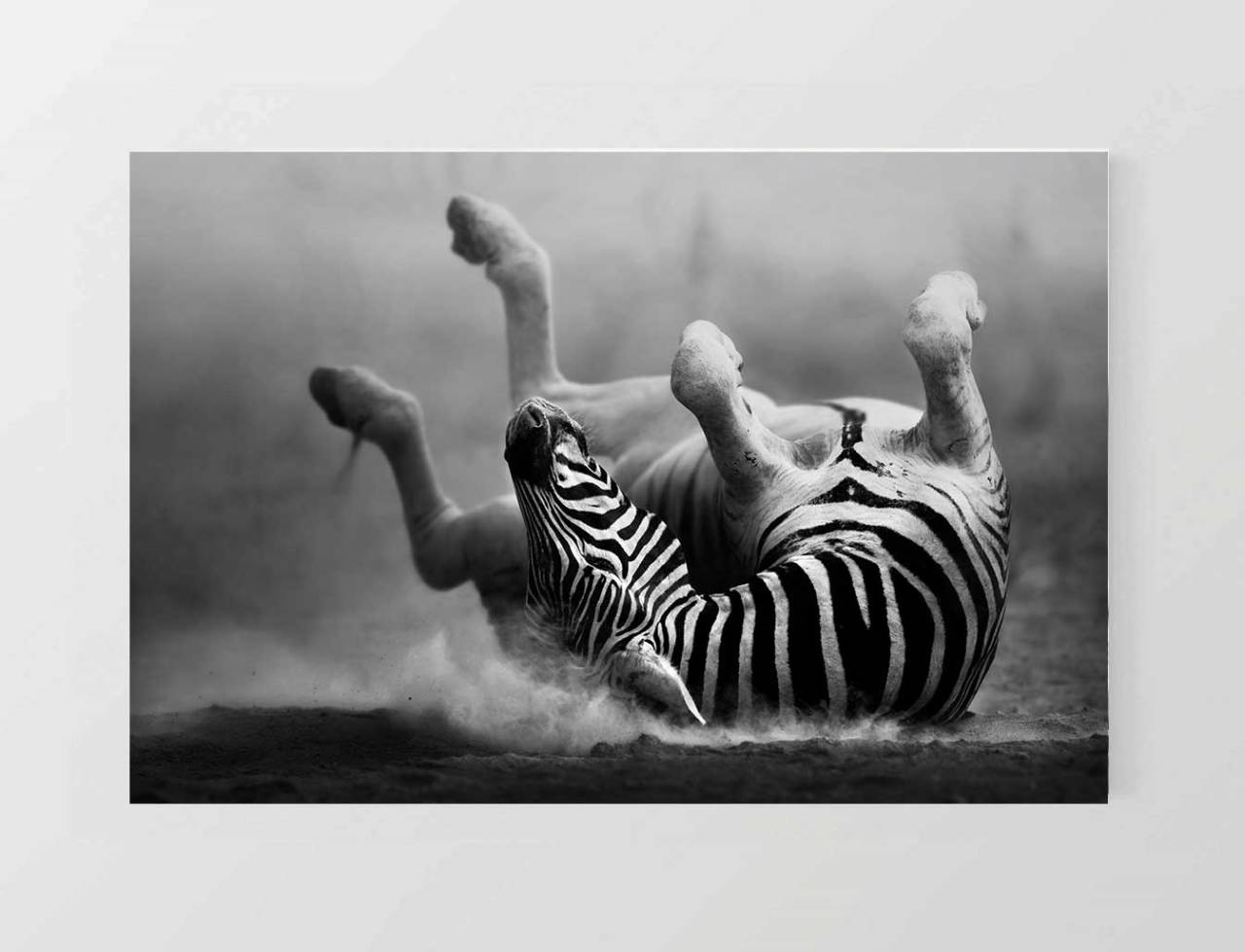 Zebra Tablosu Çerçevesiz - 45x30