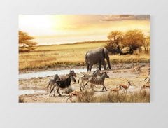 Zebra Ve Fil Tablosu Çerçevesiz - 100x150