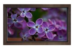 Mor Menekşe Çiçekleri Tablosu Kahverengi Ahşap - 70x100