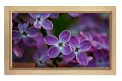 Mor Menekşe Çiçekleri Tablosu Naturel Ahşap - 50x70