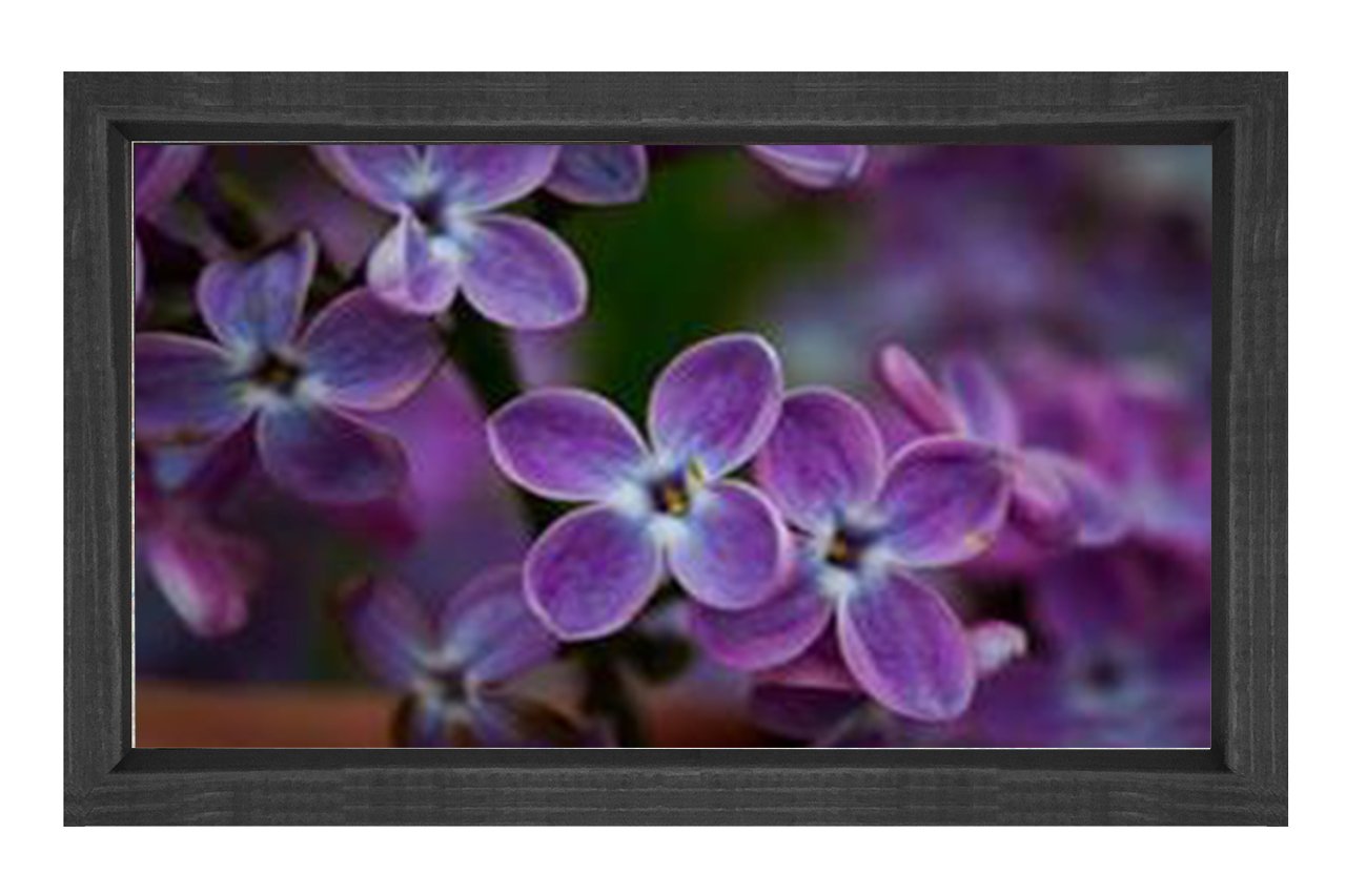 Mor Menekşe Çiçekleri Tablosu Siyah Ahşap - 40x60
