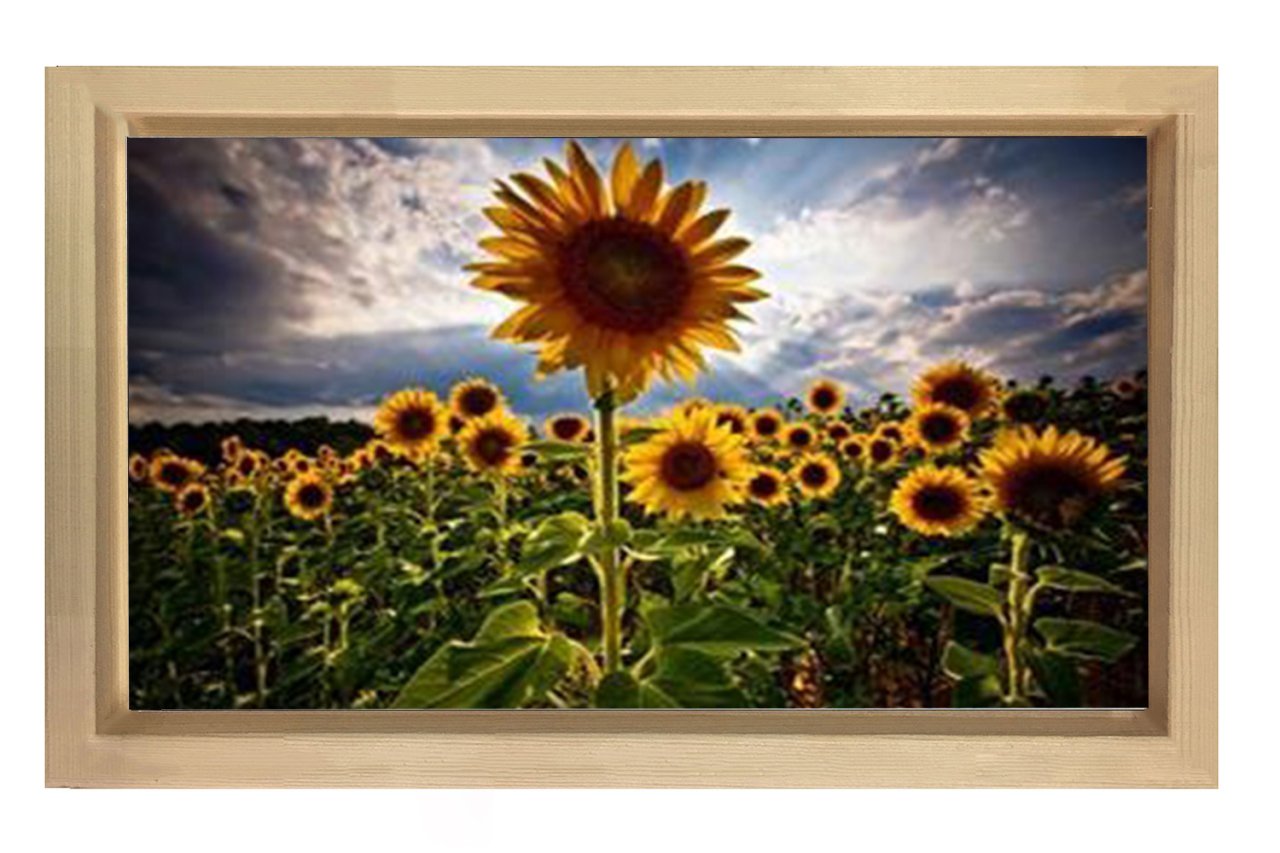 Ayçiçeği Tarlası Tablosu Naturel Ahşap Çerçeve - 50x90