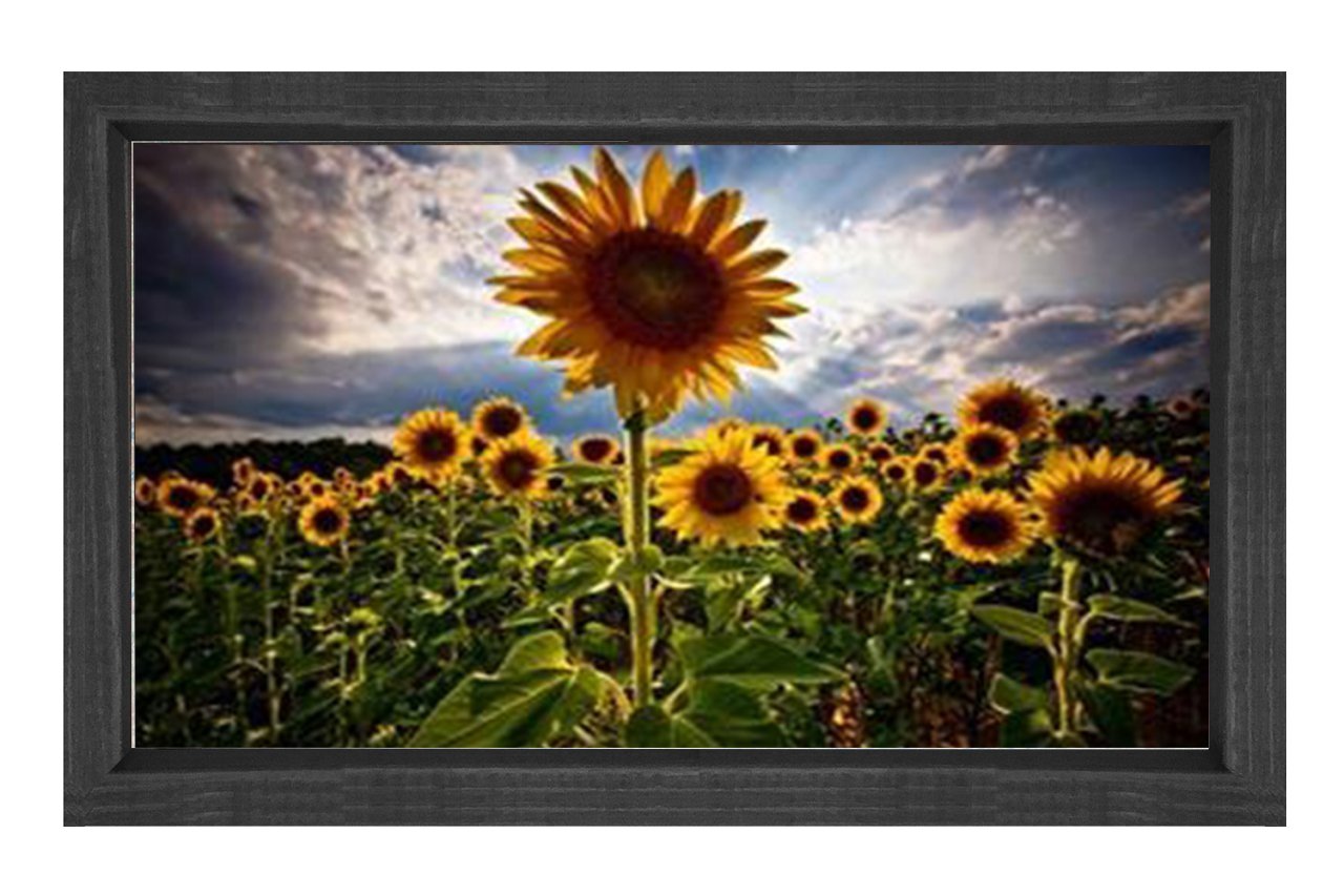 Ayçiçeği Tarlası Tablosu Siyah Ahşap Çerçeve - 70x100