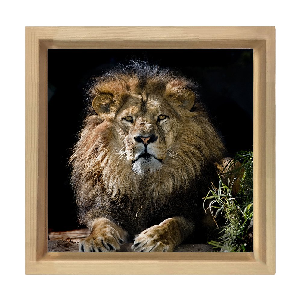 Aslan Tablosu Naturel Ahşap Çerçeve - 30x30