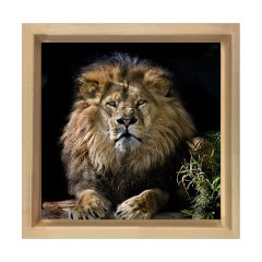 Aslan Tablosu Naturel Ahşap Çerçeve - 30x30