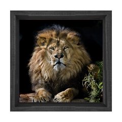 Aslan Tablosu Siyah Ahşap Çerçeve - 100x100