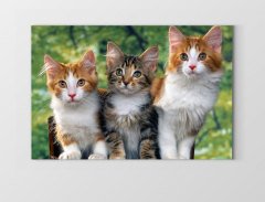 Yavru Kediler Tablosu Çerçevesiz - 45x30