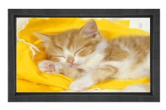 Kedi Tablosu Siyah Ahşap Çerçeve - 40x60