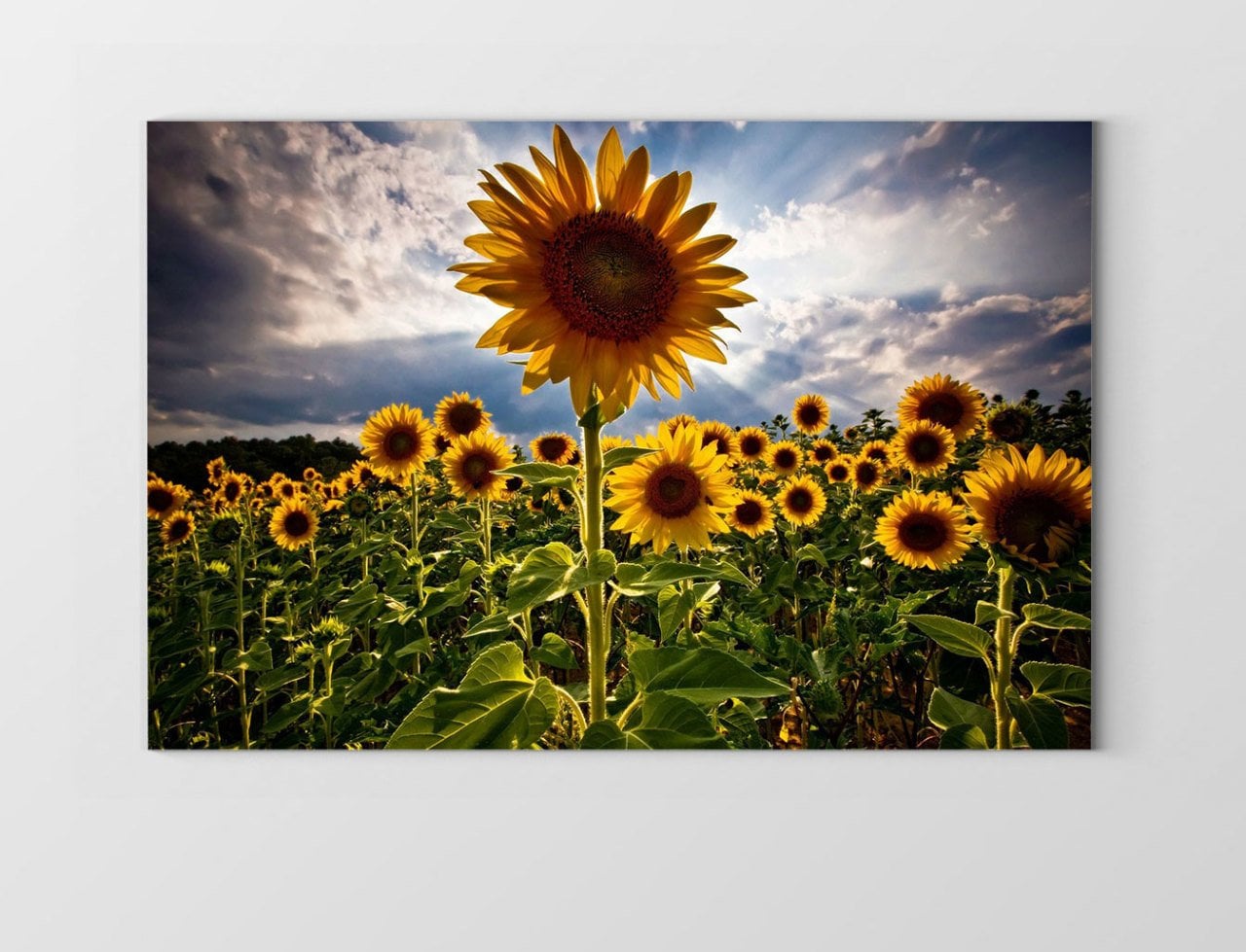 Ayçiçeği Tarlası Tablosu Çerçevesiz - 100x150