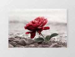 Sİyah Beyaz Kırmızı Gül Tablosu Çerçevesiz - 100x150