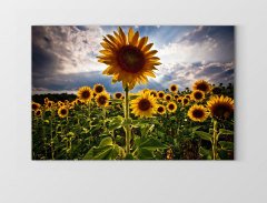 Ayçiçeği Tarlası Tablosu Çerçevesiz - 50x70