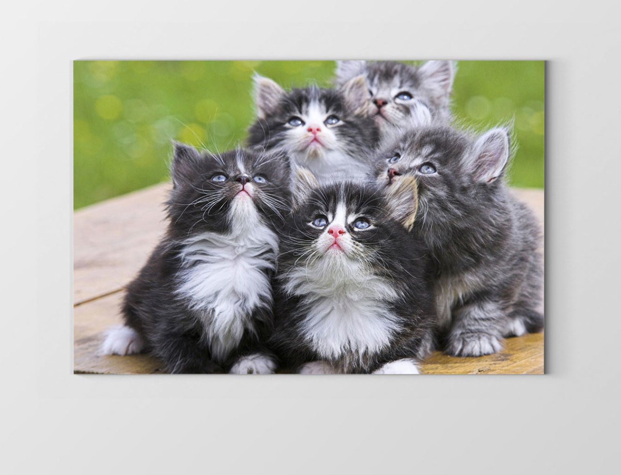 Kedi Ve Köpek Tablosu Çerçevesiz - 40x60