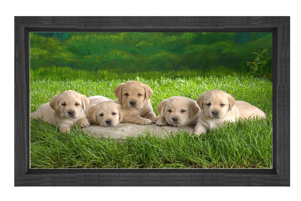 Sevimli Köpekler Tablosu Siyah Ahşap Çerçeve - 45x30