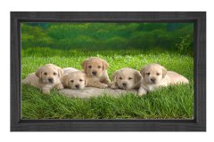 Sevimli Köpekler Tablosu Siyah Ahşap Çerçeve - 50x70